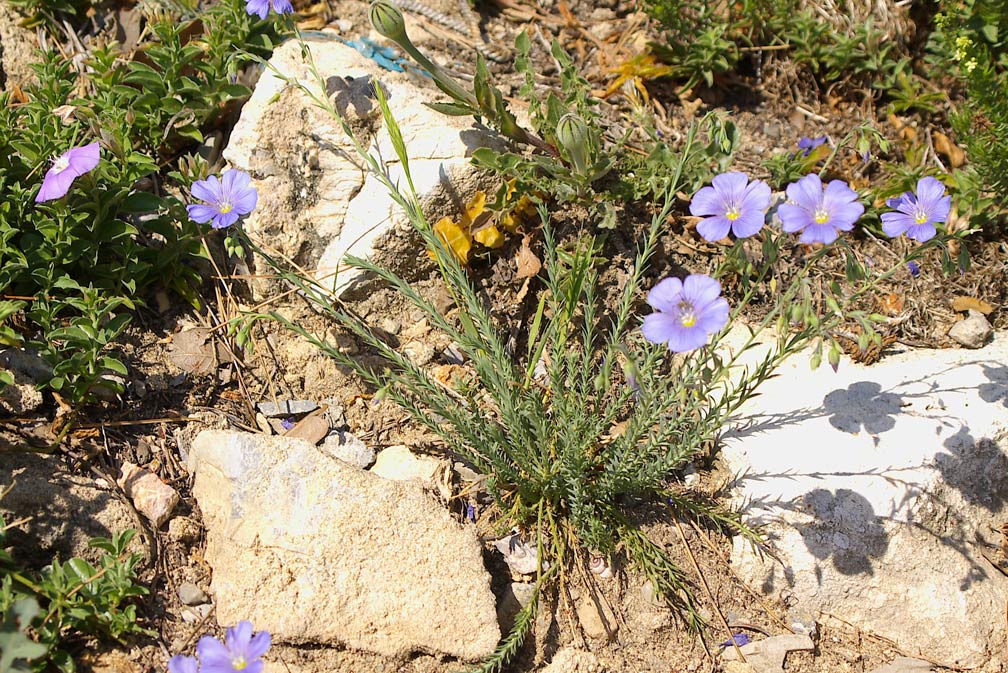 Linum austriacum subsp. collinum / Lino collinare